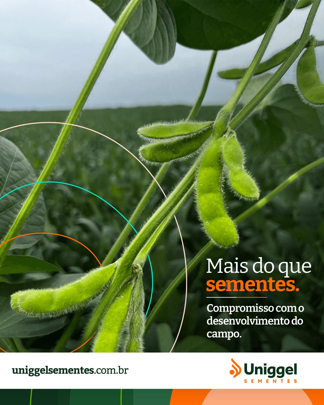 Post institucional da Uniggel Sementes com vagens de soja